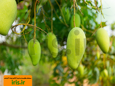 هر درخت انبه بیمه می شود