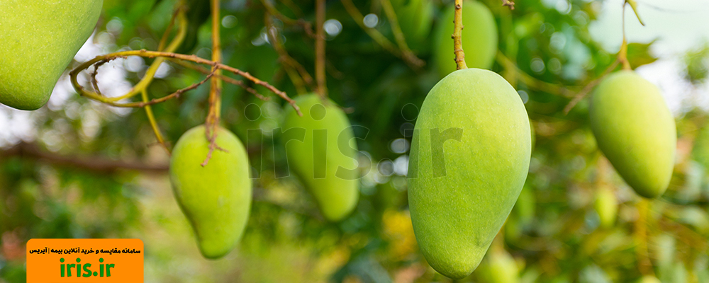 هر درخت انبه بیمه می شود