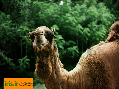 خرید و فروش شتر در صنعت بیمه