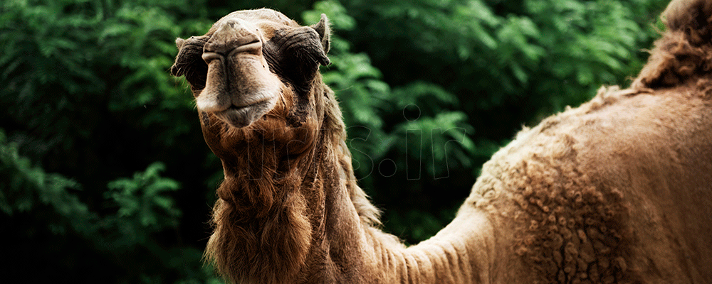 خرید و فروش شتر در صنعت بیمه